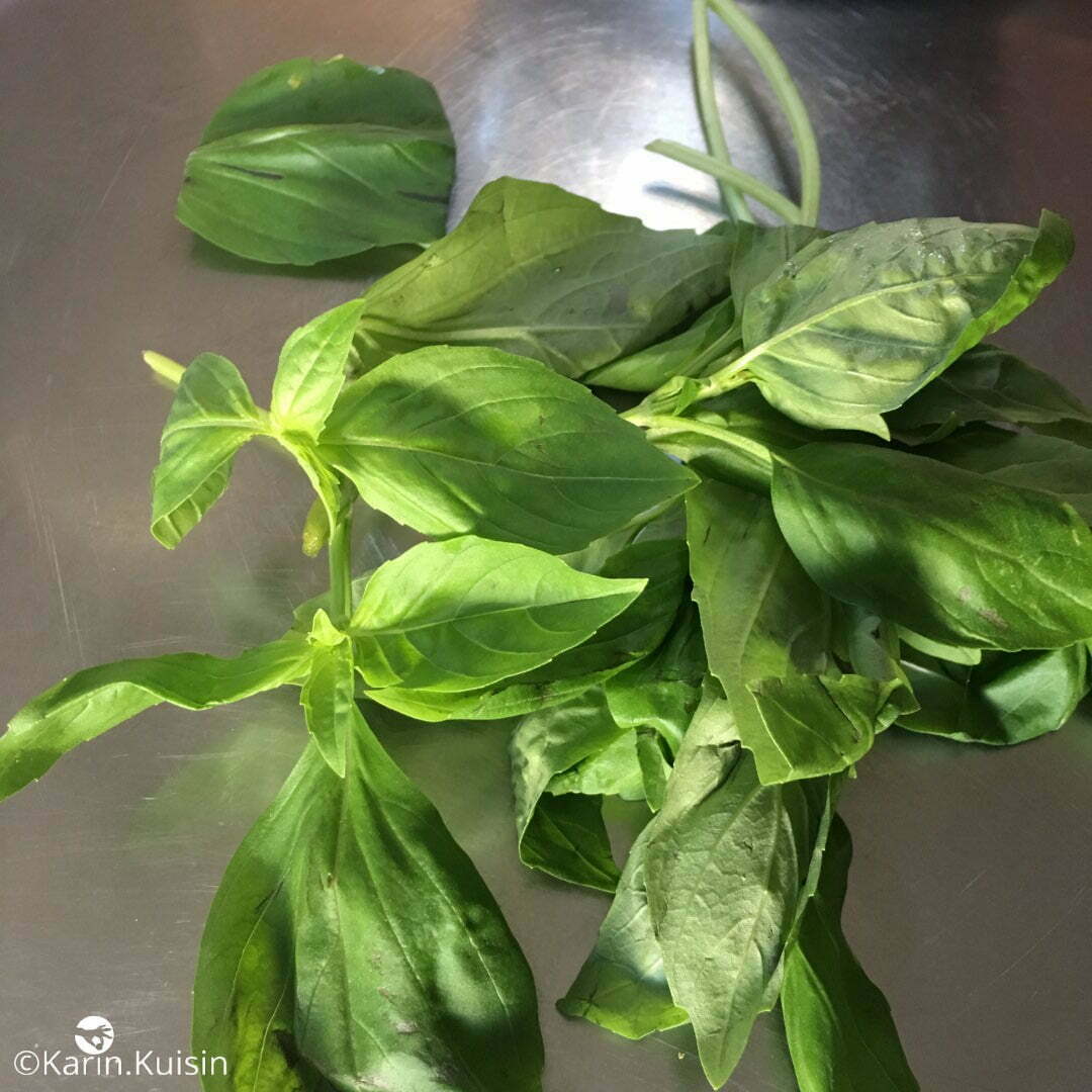 basilic