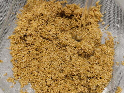 quinoa laver
