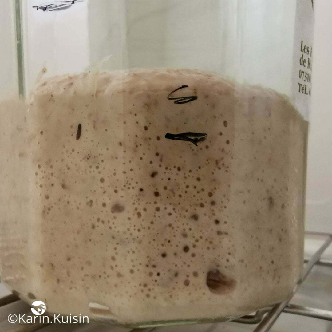 levain seigle rafraichir 1