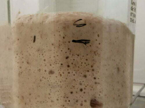 levain seigle rafraichir 1