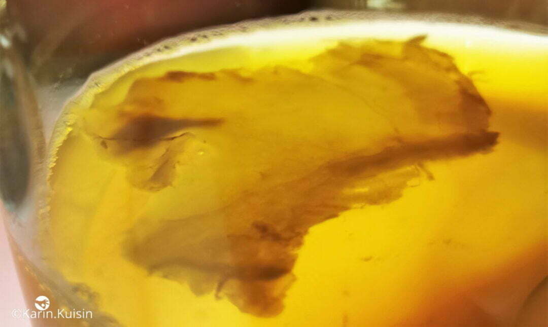 kombucha mère ajouter