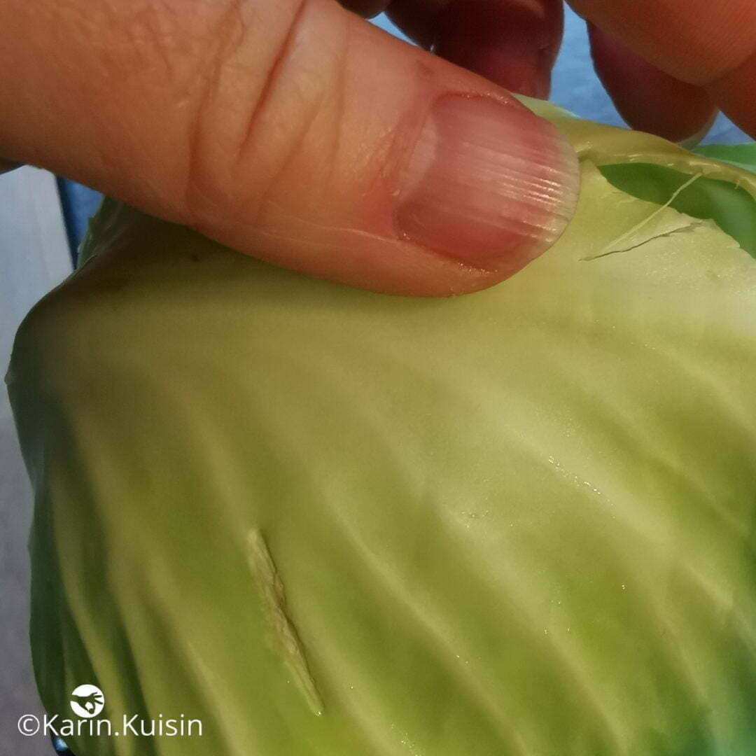 chou feuille réserver