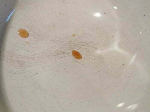 astuce goutte cuisson caramel