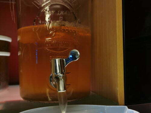 kombucha récolter