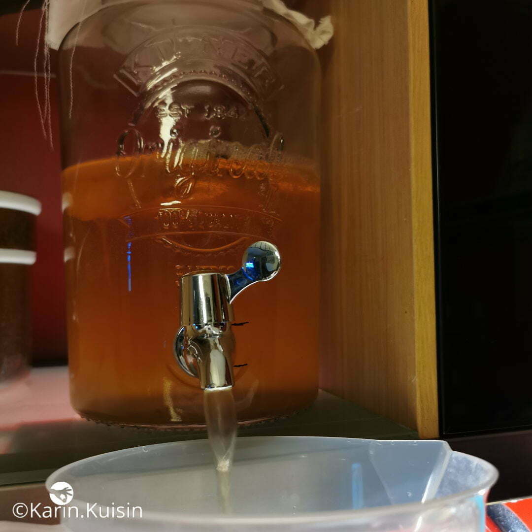 kombucha récolter