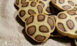 biscuit sablé léopard