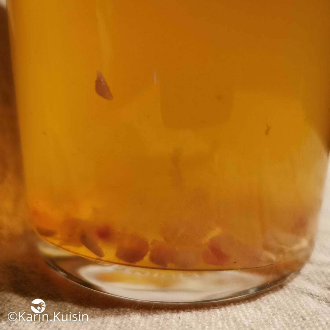 kombucha grenade fermenter