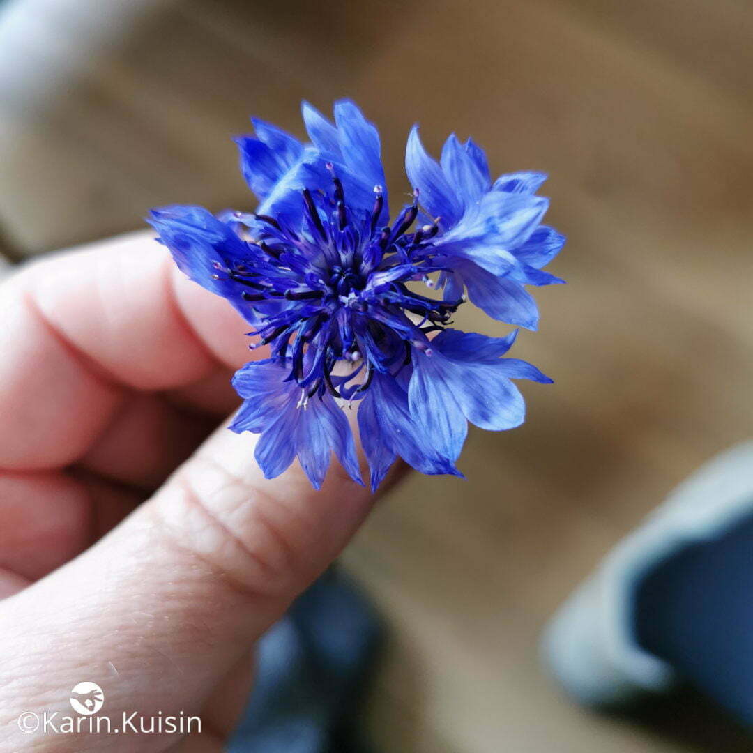 fleur comestible
