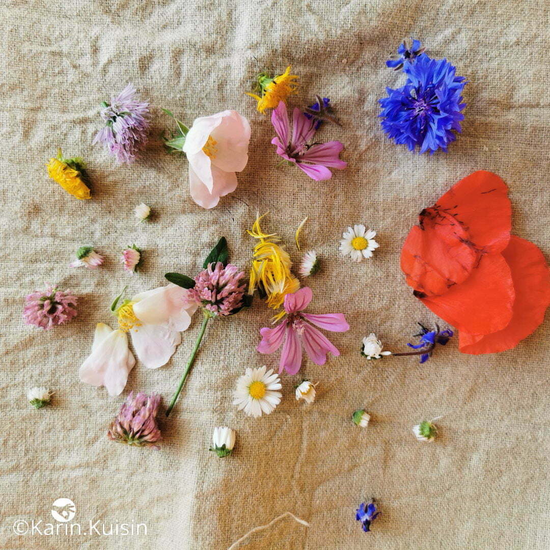 fleur comestible