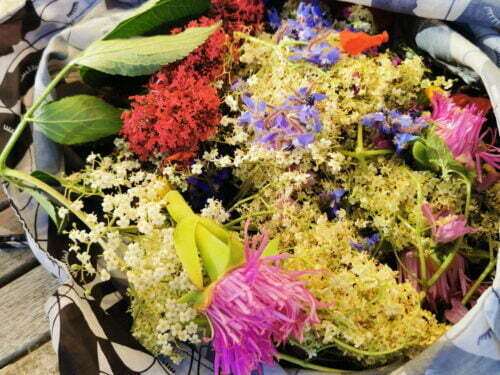 fleur comestible