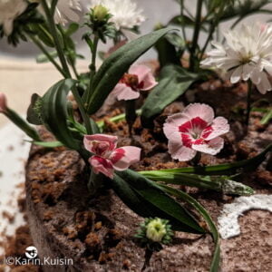 entremets 3 chocolat décoration fleur
