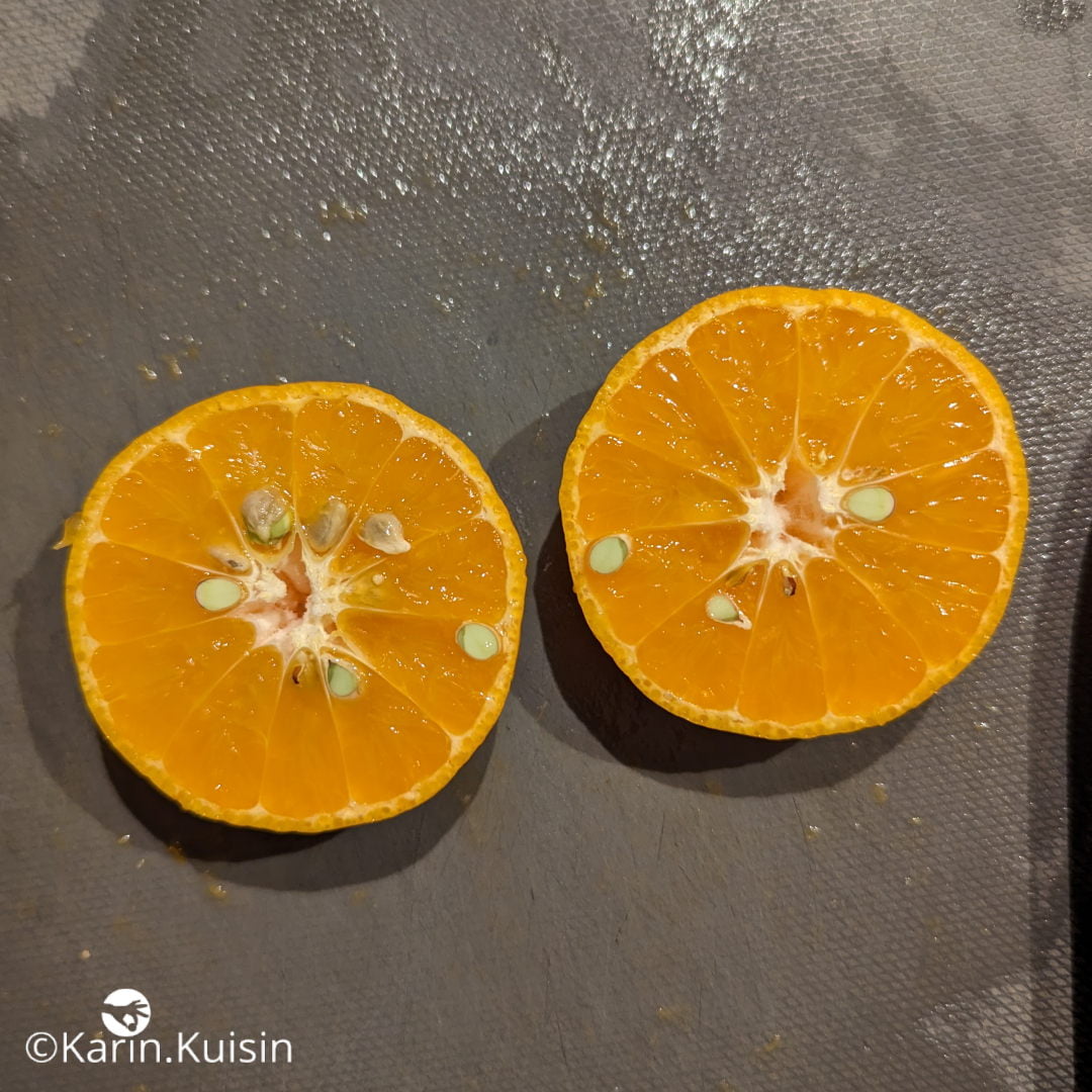 mandarine