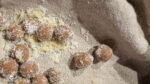 truffe citron final
